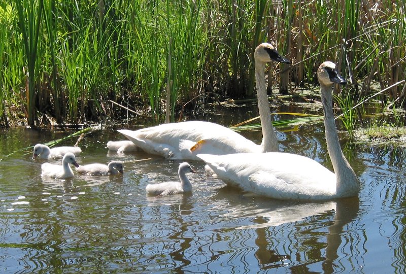 The Trumpeter Swan Restoration Program at the Wye Marsh Wildlife Centre, 
	Midland, Ontario