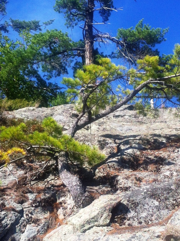 Georgian Bay White Pine on the waterfront