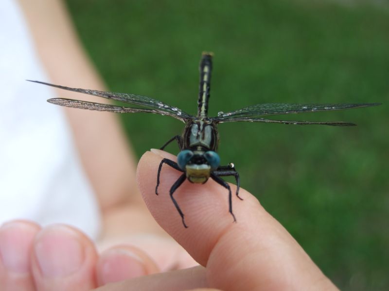 dragonfly visit