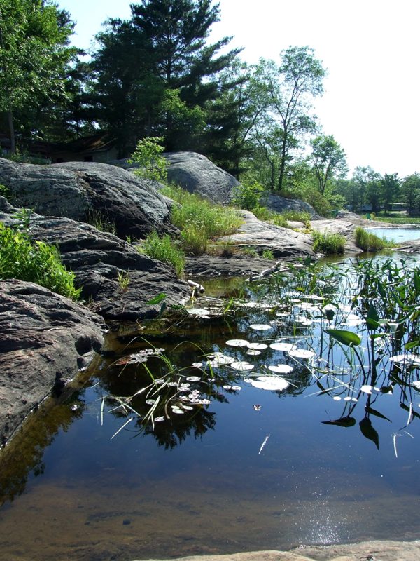 Elm Cove shoreline