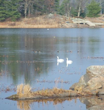 South Bay Swans