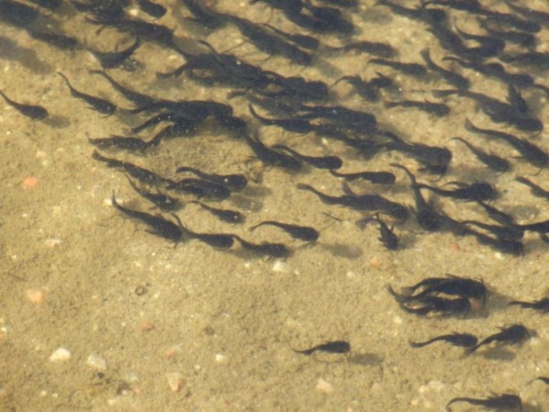A school of catfish minnows on the beach at Elm Cove