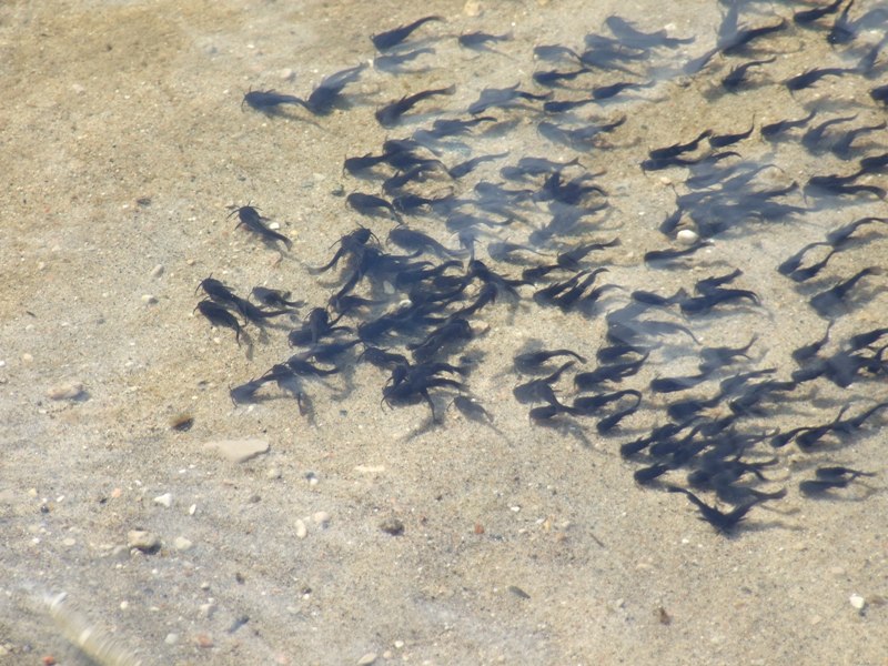catfish minnows at the beach