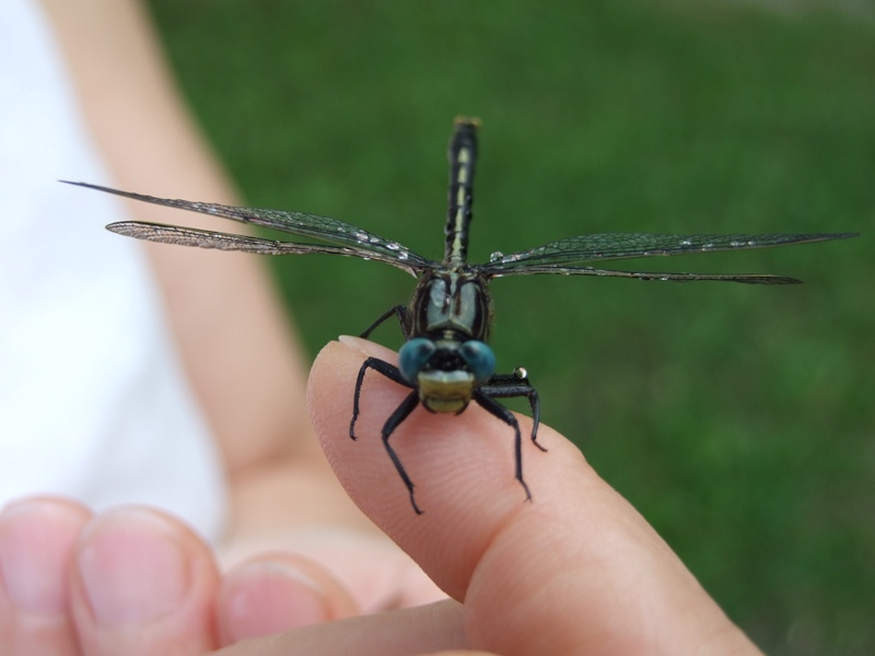 dragonfly friend